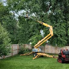 Professional  Tree Services in Westover, WV