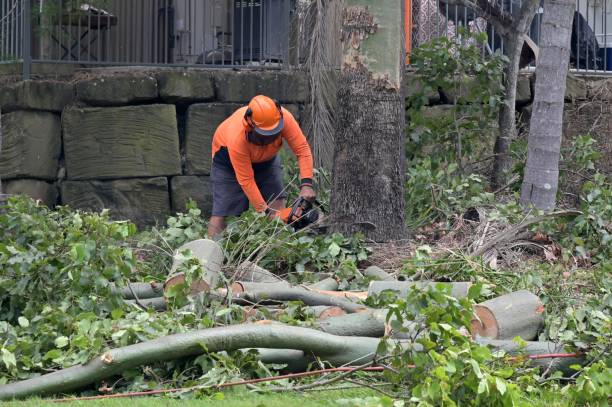 Tree and Shrub Care in Westover, WV